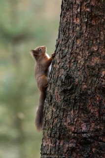 Red squirrel (Sciurus vulgaris) adult animal on a tree trunk in a woodland, England, United Kingdom