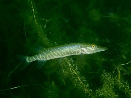 A pike (Esox lucius) swimming through aquatic plants underwater, Baumgärtli diving spot, Lake Zug,