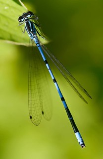 Azure damselfly, coenagrion puella, horseshoe azuremaid, damselflies, dragonflies, high size,