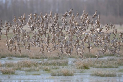A flock of ruffs (Calidris pugnax, Syn.: Philomachus pugnax) flies close over the water, dynamic