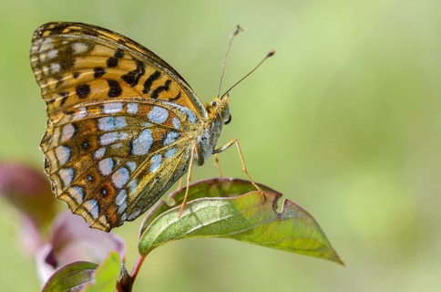 Argynnis adippe, Fabriciana adippe, fiery mother-of-pearl butterfly, high brown fritillary,