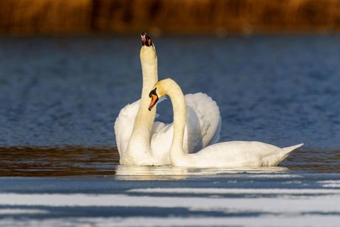 Mute Swan (Cygnus olor), wildlife, Germany. A pair of swans show their affection in the reflective