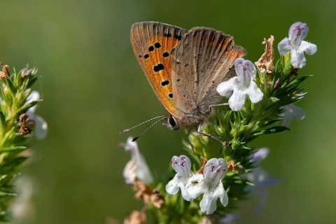Fire moth, small fire moth, Lycaena phlaeas, small copper, butterfly, insects, butterflies,