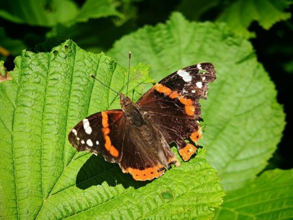 A red admiral (Vanessa atalanta) with orange and black wings resting on green leaves, Rennsteig,