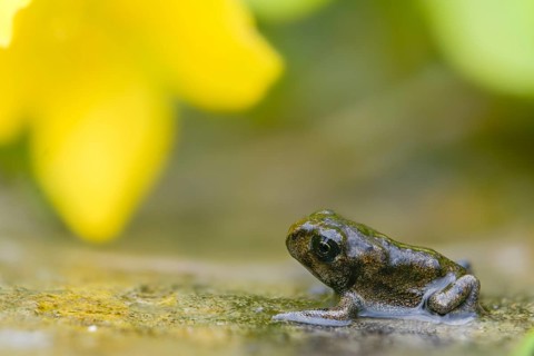 Bufo calamita, epidalea calamita, toad, natterjack toad, amphibians, amphibians, juvenile, shore
