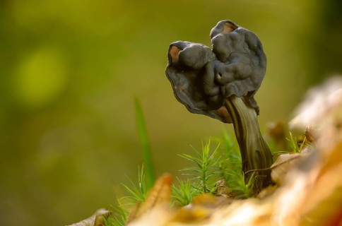 Spring pit laurel, pit laurel, helvella lacunosa, helvella sulcata, helvellaceae, lornel relatives,