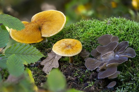 Common Rustgill, Ice Tooth, Fibro-Ringed Flammling, Flammula Hybrida, Spotted Flämmling, Gelatinous