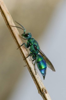 Blue golden wasp, cyan jewel wasp, golden wasp, hymenoptera, trichrysis cyanea, high size, portrait