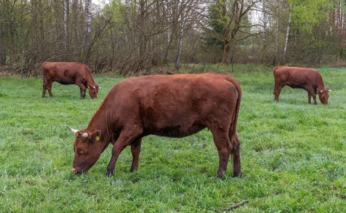Artiodactyla, Bavaria, Bos Taurus sspec.5, cattle, even-toed ungulate, high-altitude cattle, Upper