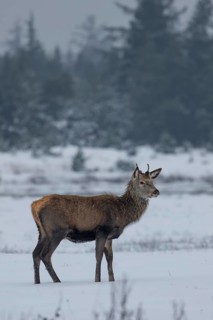 Red deer (Cervus elaphus) in a meadow in a snow-covered winter landscape, winter, cold, snow,