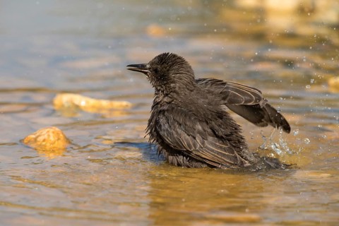 Star, Starling, Sturnus Vulgaris, Bath, Bird Bath, Birds, Adolescent, Juvenile, Passeri, Songbirds,