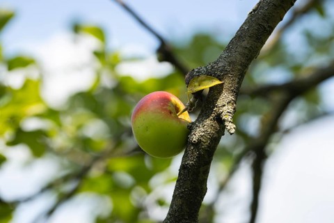 A single apple (Malus) hangs from a tree with green foliage, Ternitz, Lower Austria, Austria