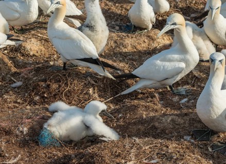 Northern Gannet (Morus bassanus) (Syn. Sula bassana), a downy chick entangled in plastic waste,