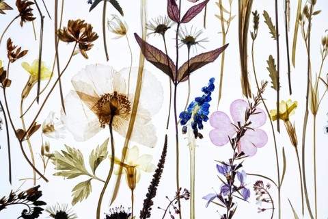 Dried plants with flowers of various colors against a brightly lit background, excerpt from the
