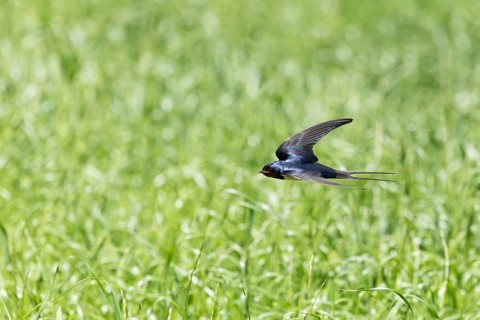 A dynamic swallow in flight over a lush green meadow in its natural habitat, a barn swallow