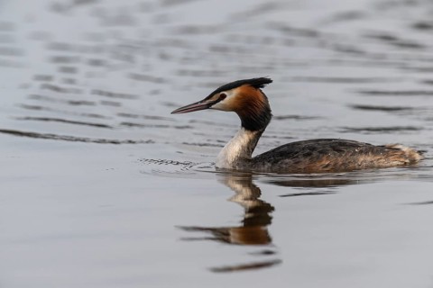 Great Crested Grebe (Podiceps cristatus), Emsland, Lower Saxony, Germany