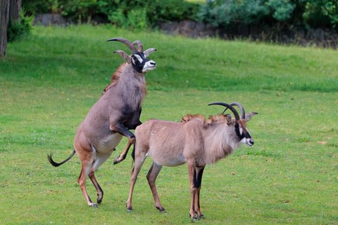 A male is mating with a female roan antelope (Hippotragus equinus) in a green meadow. South Africa