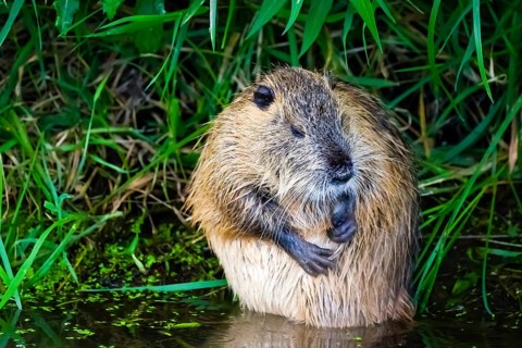 Animals, mammals, nutria, beaver rat, swamp beaver, tailed beaver, tailed rat, (Myocastor coypus),