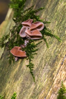 Auricularia auricula judae, auricularia sambucina, black fungus, Chinese morel, hirneola auricula