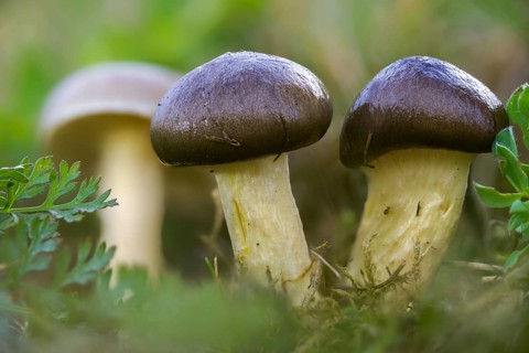 Frost snail, yellow-leafed snail, herald of the winter, hygrophorus hypothejus, snail, fungi,