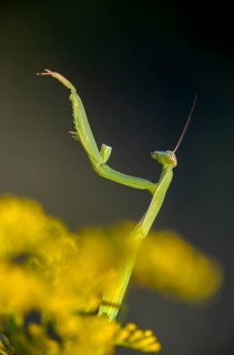 Brandenburg, Germany, European mantis, European praying mantis, mantis religiosa, mantis, Nabu,