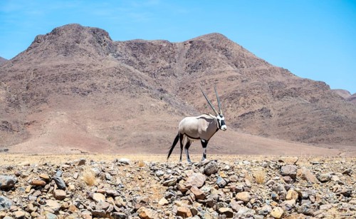 Oryx gazella, oryx antelope, Namib Desert, Namibia