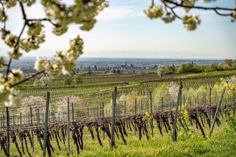 Spring in the vineyard near Sankt Martin, Southern Wine Route, Rhineland-Palatinate, Germany