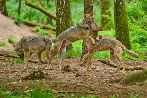Three wolves interacting in the forest, two are wrestling with each other, summer, wolf (Canis