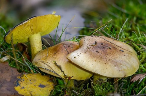 Common knight, yellow-fleshed greenling, greenfinch, coniferous greenling, tricholoma equestre,