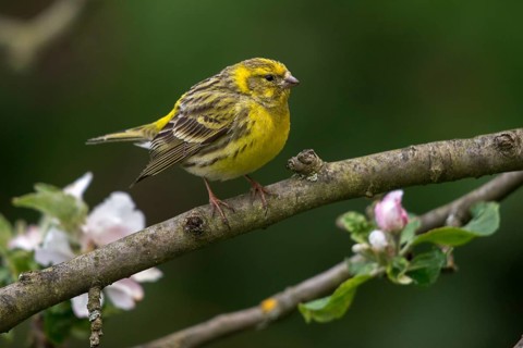 European Serin, serine, serinus serinus, birds, male, passeri, songbirds, birds
