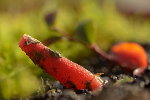 Corynites brevis, Corynites ravenelii, raspberry-red dog rod, mutinus brevis, mutinus ravenelii,