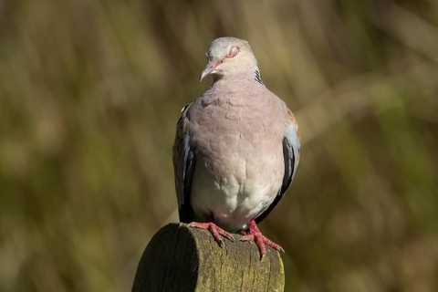 European turtle dove (Streptopelia turtur) adult bird sleeping on a post, England, United Kingdom