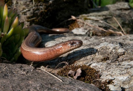 Anguis fragilis, slow worm, western slow worm, blindworm, critters, deaf adder, dry-stone wall,