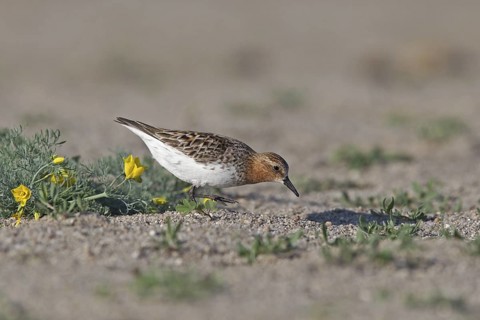 Red-necked Stint (Calidris ruficollis) foraging, Dornod Province, Mongolia