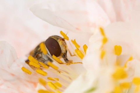 Common hoverfly (Eupeodes corollae) adult insect feeding on a garden poppy flower in summer,