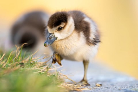 Egyptian goose (Alopochen aegyptiaca) cute chicks on a meadow at the shore of a lake, Bavaria,