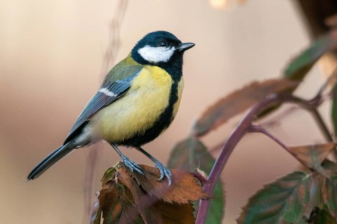 Great tit, great tit, parus major, birds, tits, passeri, songbirds, songbirds, tits, birds