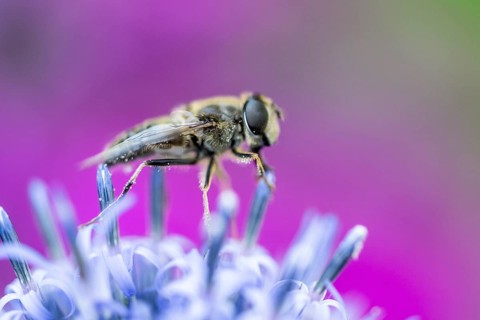 Drone fly (Eristalis interrupta), Emsland, Lower Saxony, Germany