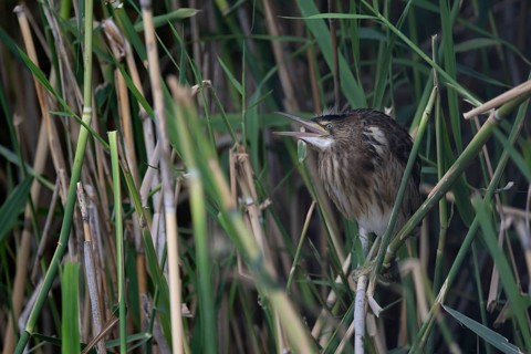 Little Bittern (Ixobrychus minutus) in the reeds, Remich Lagoon, Luxembourg