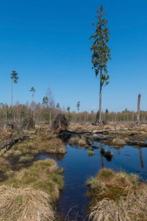 Germany, Greiz, Pöllwitzer Wald, Thuringia, Bog, high size, portrait, landscape, marsh, moor,