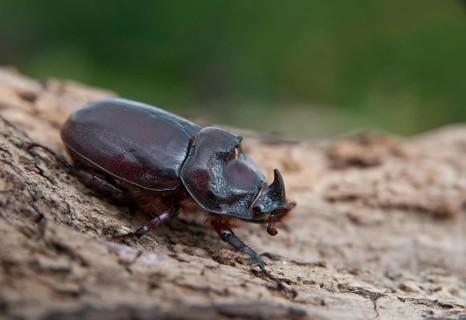 European rhinoceros beetle, rhinoceros beetle, oryctes nasicornis, rhinoceros beetle, beetle,