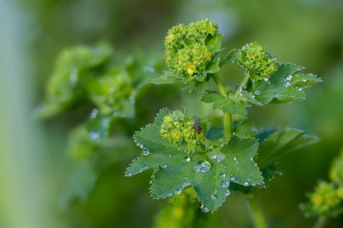 Alchemilla xanthochlora, lady's mantle, yellow-green lady's mantle, intermediate lady's mantle,