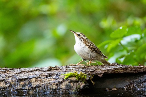 Woodcreeper (Certhia familiaris) Germany