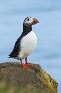 Atlantic Puffin (Fratercula arctica) on cliff, Iceland