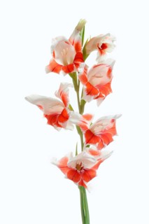 Garden gladiolus (Gladiolus × hortulanus), inflorescence against a white background, North