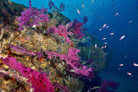 A shipwreck wall covered in soft corals and violescent sea-whips (Paramuricea clavata), surrounded