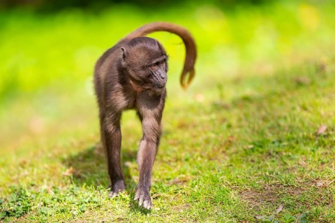 Gelada (Theropithecus gelada) youngster walking on a meadow, captive, distribution africa