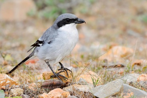 Great Grey Shrike (Lanius excubitor koenigi), Fuerteventura, Canary Islands, Spain
