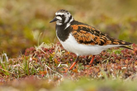 Ruddy Turnstone (Arenaria interpres) perched on the tundra in Nome, Alaska