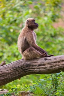 Portrait of an adult male Gelada (Theropithecus gelada), or bleeding-heart monkey, resting on a log